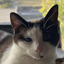 Thumbnail photo of Arwen #1