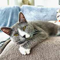 adopt a pet