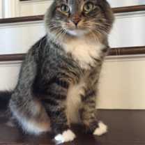 Thumbnail photo of Abby - Courtesy Post #1