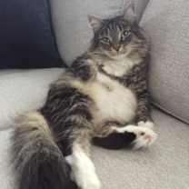 Thumbnail photo of Abby - Courtesy Post #2