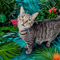 Thumbnail photo of Almond #3