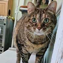 Thumbnail photo of Hazel 4634C #4