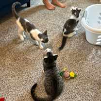 Thumbnail photo of Winkin #3
