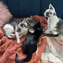 Thumbnail photo of Winkin #4