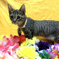 Thumbnail photo of Pawdrey Hepburn #spunky-n-sweet #3