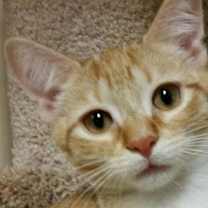 Thumbnail photo of Wren #4