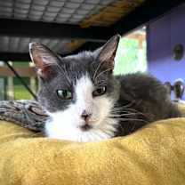 Thumbnail photo of Natasha (FIV+) #1