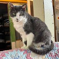 Thumbnail photo of Natasha (FIV+) #2