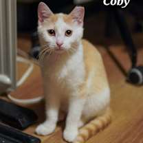Thumbnail photo of Coby #2