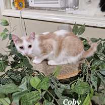 Thumbnail photo of Coby #4