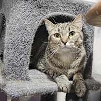 Thumbnail photo of Kiwi #1