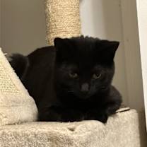 Thumbnail photo of Salsarita #4