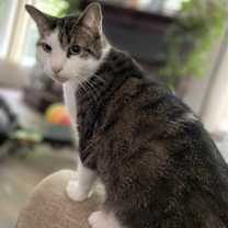 Thumbnail photo of Paisley #1
