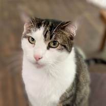 Thumbnail photo of Paisley #2