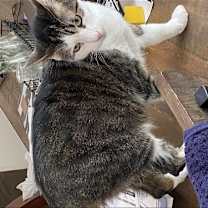 Thumbnail photo of Paisley #4