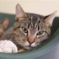 Thumbnail photo of Jinx #1