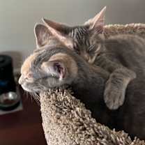 Thumbnail photo of Forrest #3