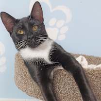 Thumbnail photo of Swaddles #4