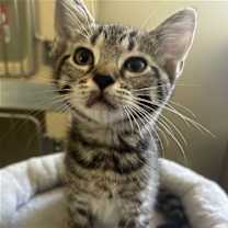 Thumbnail photo of Schroeder #1