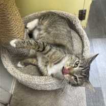 Thumbnail photo of Bootsie #3