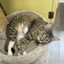 Thumbnail photo of Bootsie #4