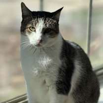 Thumbnail photo of Leroy - A FIV Lovebug #1
