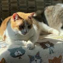 Thumbnail photo of Leroy - A FIV Lovebug #2