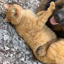 Thumbnail photo of Banjo #2