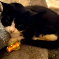 Thumbnail photo of Lily Bear (FCID# 02/12/24-4) C,SN food & med #4