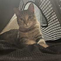Thumbnail photo of Thumper #1
