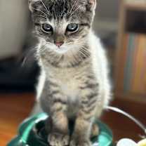 Thumbnail photo of Rocky #2