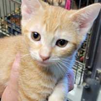 Thumbnail photo of Aster #1