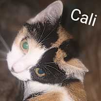 Thumbnail photo of Callie #1