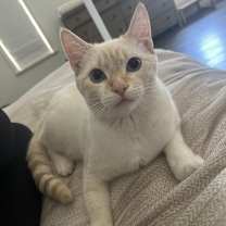 Thumbnail photo of Poppy #3