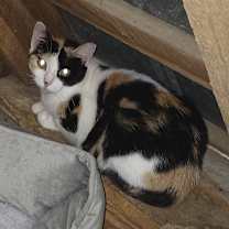 Thumbnail photo of Callie #2