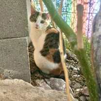 Thumbnail photo of Sweet Baby James #1