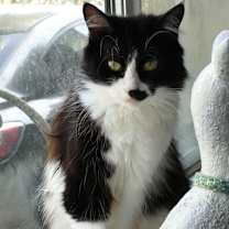 Thumbnail photo of Cupcake #1