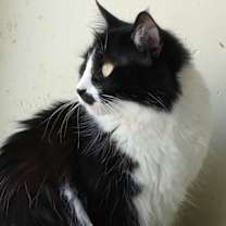 Thumbnail photo of Cupcake #2