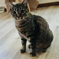 Thumbnail photo of Duchess #1
