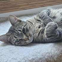 Thumbnail photo of Duchess #2