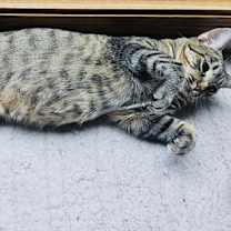 Thumbnail photo of Duchess #3