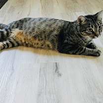 Thumbnail photo of Duchess #4