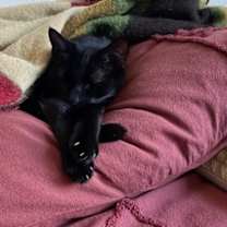 Thumbnail photo of Felix #2