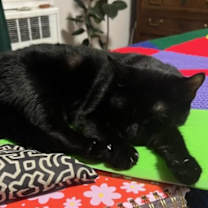 Thumbnail photo of Felix #3