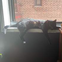 Thumbnail photo of Felix #4