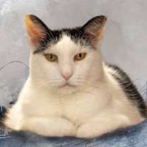 Thumbnail photo of Pedro #1