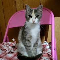 Thumbnail photo of Shy #1