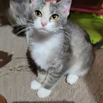 Thumbnail photo of Shy #2