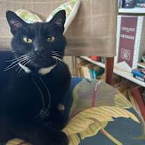 Thumbnail photo of PANTHER (COURTESY POST) #2