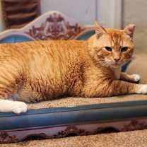Thumbnail photo of Buddy #4